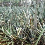 Visita de terreno de futura Unidad de Patología de la Región Brunca