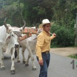 Desfile de Boyeros San Ramón Sur 2014