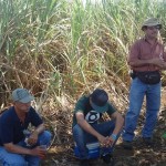 Demostración de una cosechadora mecánica