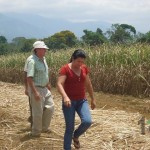 Demostración de una cosechadora mecánica