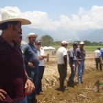 Demostración de una cosechadora mecánica