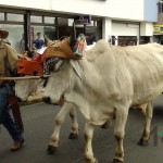 Desfile de Boyeros, San Isidro Labrador 2014