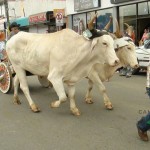 Desfile de Boyeros, San Isidro Labrador 2014