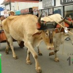 Desfile de Boyeros, San Isidro Labrador 2014