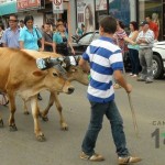 Desfile de Boyeros, San Isidro Labrador 2014