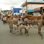 Desfile de Boyeros, San Isidro Labrador 2014