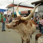 Desfile de Boyeros, San Isidro Labrador 2014