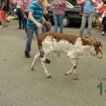 Desfile de Boyeros, San Isidro Labrador 2014