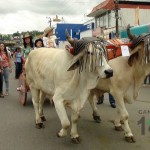 Desfile de Boyeros, San Isidro Labrador 2014