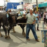 Desfile de Boyeros, San Isidro Labrador 2014