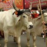 Desfile de Boyeros, San Isidro Labrador 2014