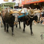 Desfile de Boyeros, San Isidro Labrador 2014