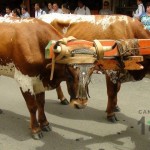 Desfile de Boyeros, San Isidro Labrador 2014