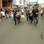 Desfile de Boyeros, San Isidro Labrador 2014