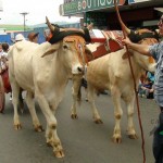 Desfile de Boyeros, San Isidro Labrador 2014