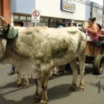 Desfile de Boyeros, San Isidro Labrador 2014