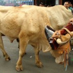 Desfile de Boyeros, San Isidro Labrador 2014