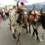 Desfile de Boyeros, San Isidro Labrador 2014