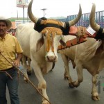 Desfile de Boyeros, San Isidro Labrador 2014