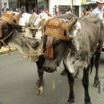 Desfile de Boyeros, San Isidro Labrador 2014