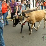 Desfile de Boyeros, San Isidro Labrador 2014