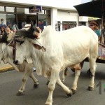 Desfile de Boyeros, San Isidro Labrador 2014