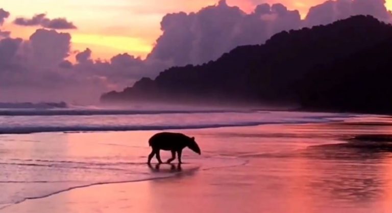 Magnificas imágenes de una danta paseando en la playa en el Parque Nacional Corcovado