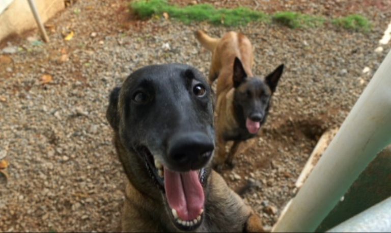 Con seis perros fortalecen el trabajo de la Policía Penitenciaria en Pérez Zeledón