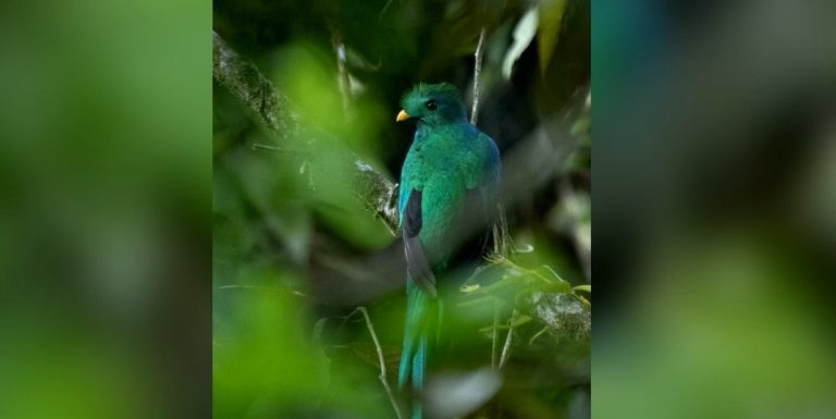 Quetzal aparece por primera vez en Conteo de Aves Los Cusingos en Pérez Zeledón