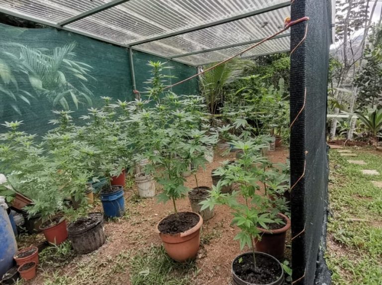 Ubican laboratorio de marihuana en Barú, una persona fue detenida