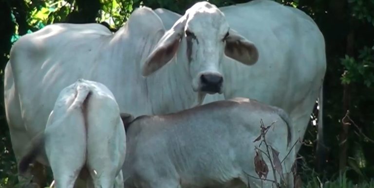 Ganaderos de la Región Brunca podrán diferenciar su producto cárnico bovino con certificación alimentaria