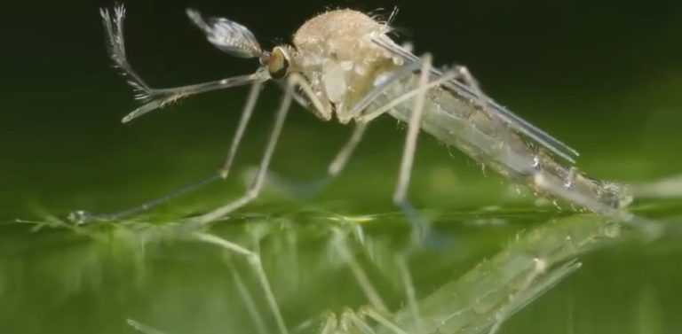 Tres distritos en la Zona Sur entre los que reportan la mayor cantidad de casos de Dengue